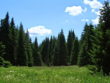 Δημιουργείται ένστολη Δασοφυλακή με υπουργική απόφαση